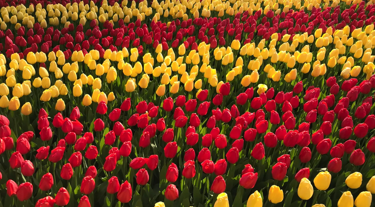 Cómo ir del Aeropuerto de Schiphol a Keukenhof