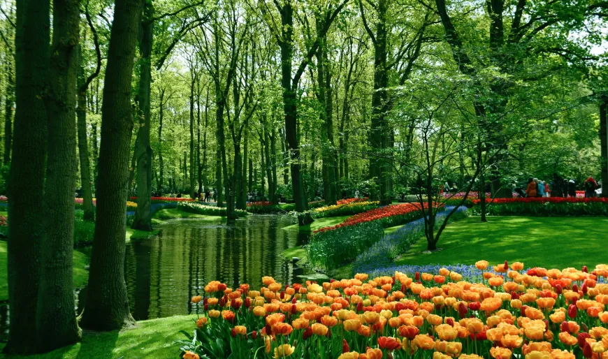 How to Get From Schiphol Airport to Keukenhof